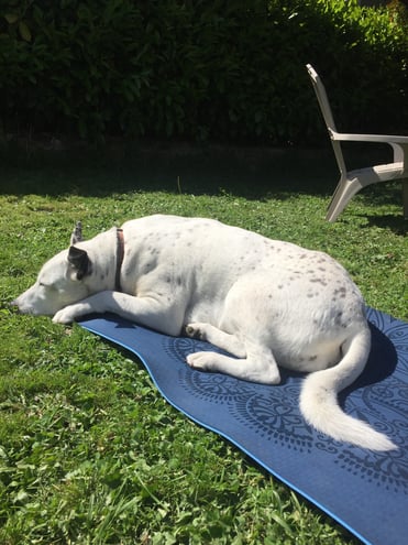 Dog Sunbathing on Yoga Mat