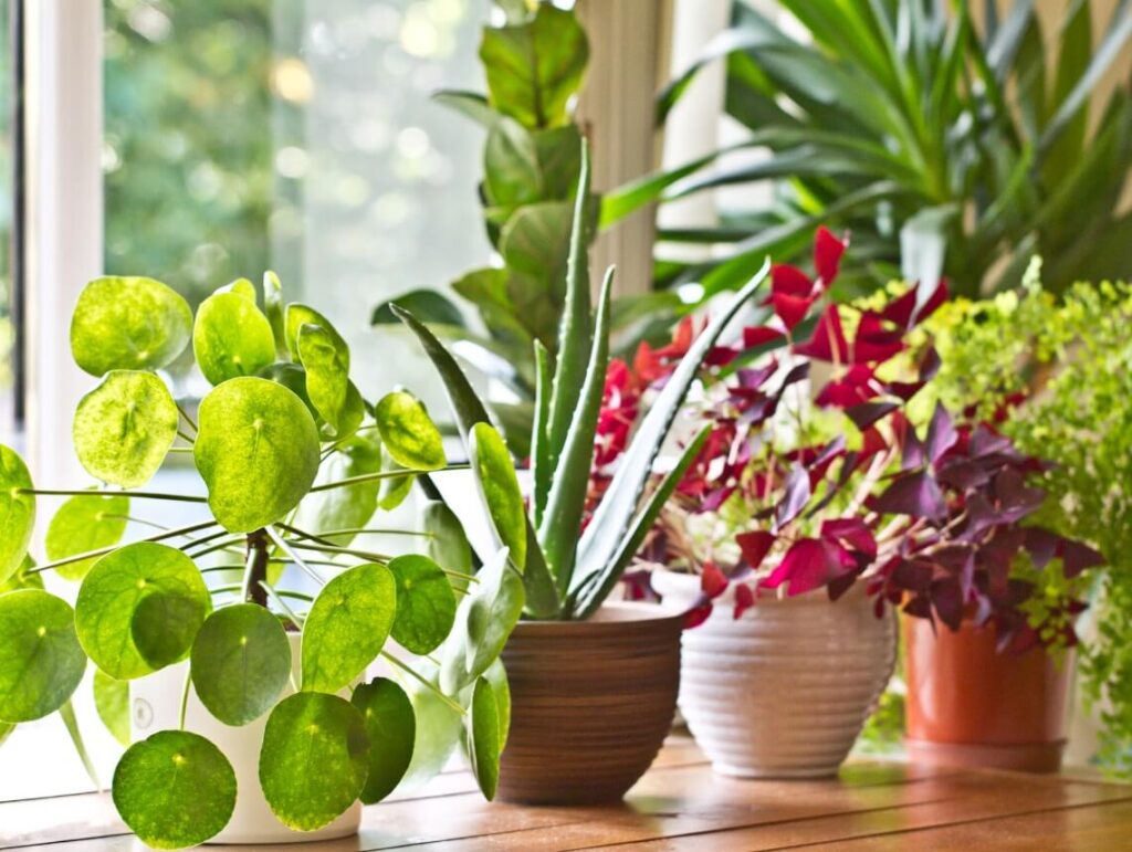 Best Houseplants for Improving Air Quality for Seniors