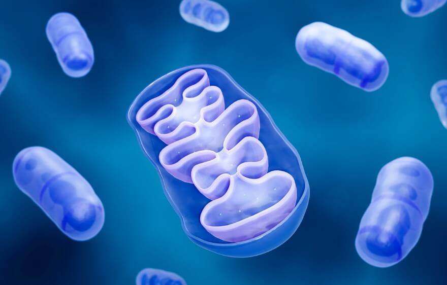 Mitochondrial Metabolism Disorder